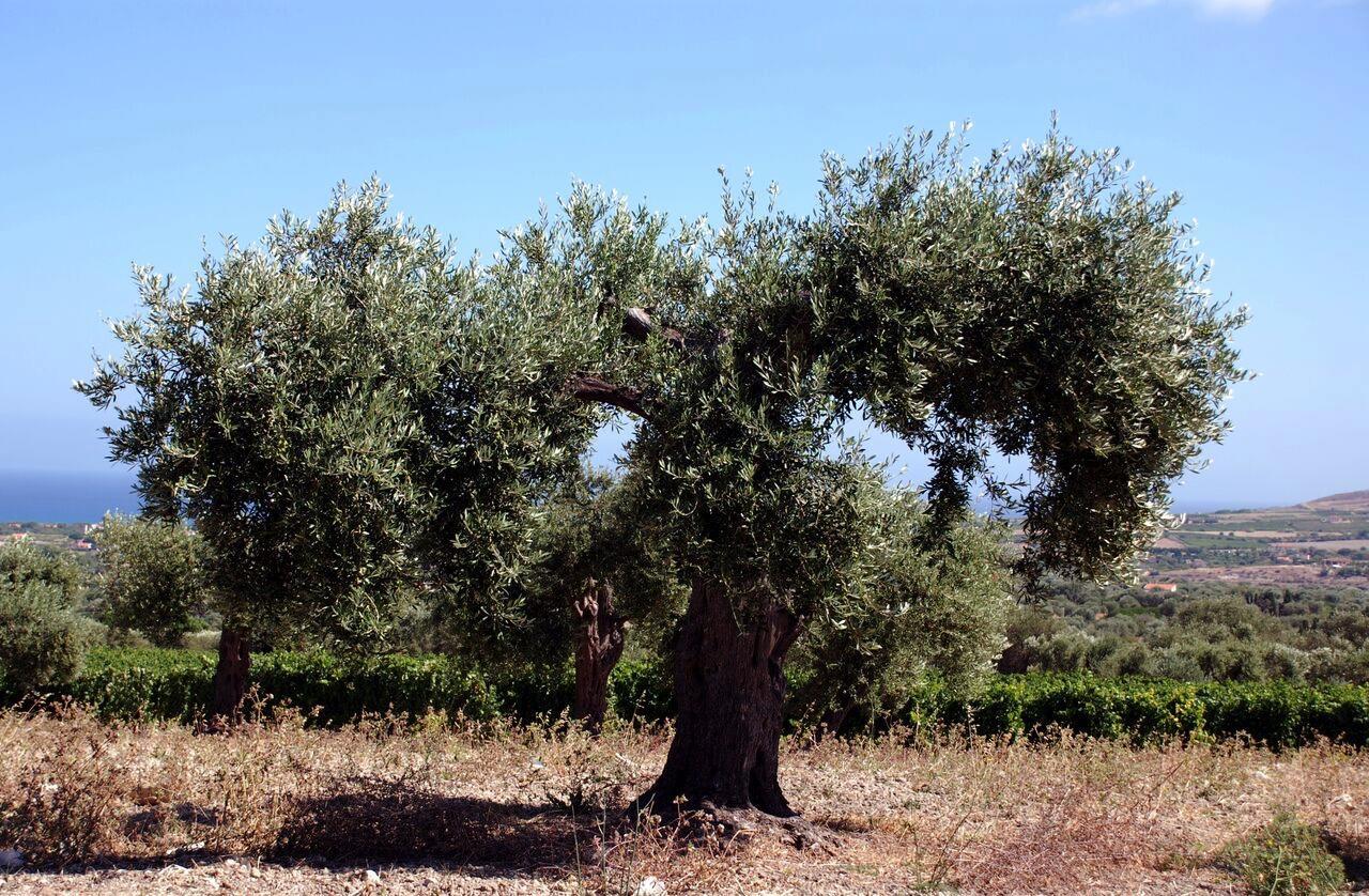 סורסו Serra Niedda Resort & Agriturismo מראה חיצוני תמונה